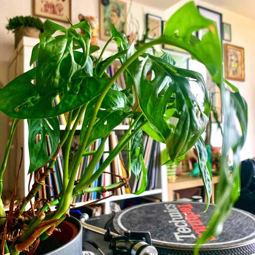 Monstera Obliqua